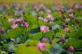 /la-saison-des-lotus-a-hue