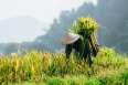 /voyage-vietnam-coups-coeur-incontournables