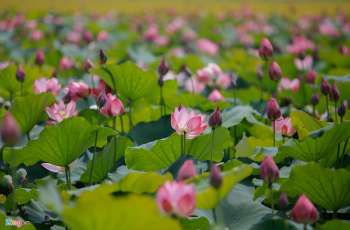 La saison des lotus &agrave; Hu&eacute; : les plus beaux paysages de l&rsquo;&eacute;t&eacute; imp&eacute;rial