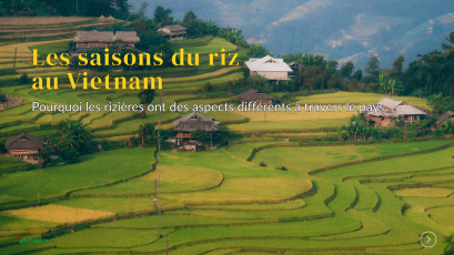 Pourquoi les rizi&egrave;res au Vietnam sont-elles si diff&eacute;rentes ? Guide g&eacute;ographique et culturel