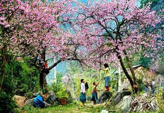 Beauté du printemps au Vietnam à travers les photos
