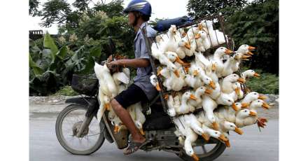 Les moyens de transports typiques et atypiques au Vietnam