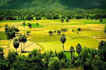 Découvrez les rythmes du riz à travers les régions du Vietnam