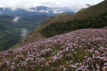 Hà Giang : Un joyau caché à découvrir pendant la saison des fleurs de sarrasin