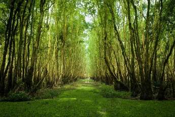 Les 5 plus belles forêts des cajeputiers du delta du Mékong