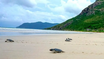 Con Dao : Une expérience magique avec le lâcher de tortues