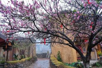 Ha Giang : Lo Lo Chai en fleurs