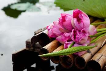 Lotus : 11 faits sur la fleur nationale du Vietnam
