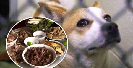 Fin de la consommation du chien au Vietnam, tradition culinaire et nécessité