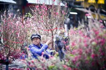 Marché aux fleurs de Hanoï - Préparation pour le Têt