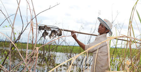 Les rats de champs, plat vietnamien plébiscité par National Geographic