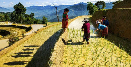 Les rizières en terrasse de Hoang Su Phi, patrimoine naturel de Ha Giang