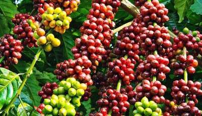 La saison de récolte du café Kon Tum