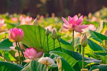 Voici 10 choses à faire à Dong Thap, le royaume du lotus du Vietnam