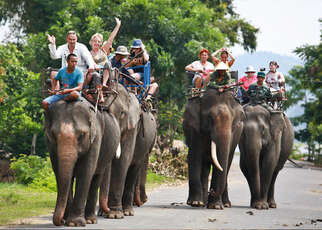 Fin du tourisme à dos d'éléphant à Dak Lak, Vietnam