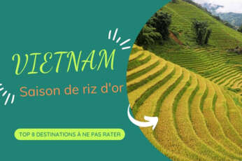 Top 8 destinations pour voir la saison du riz d’or au Vietnam