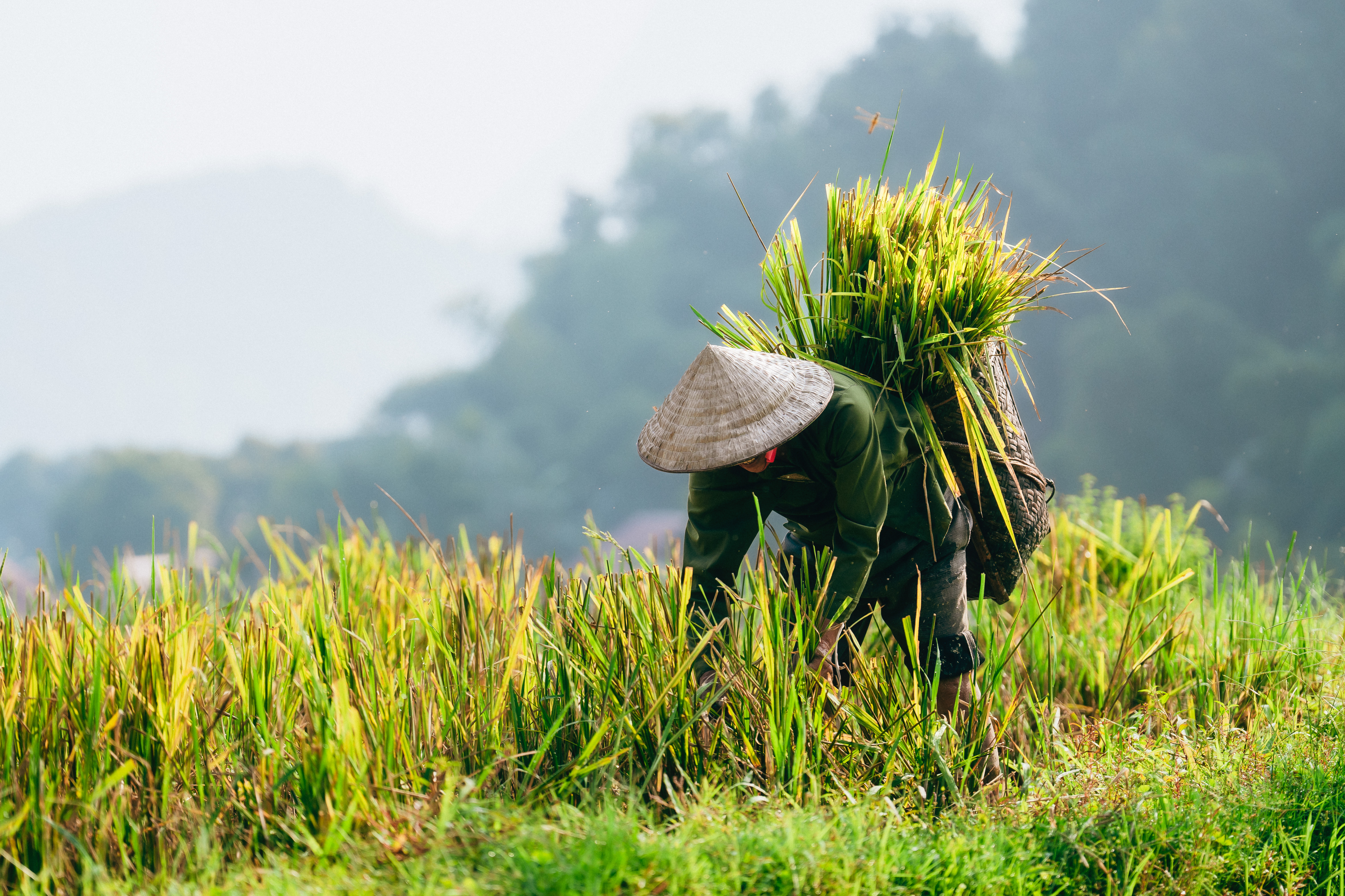 Voyage au Vietnam : Nos coups de cœur incontournables (partie 1)