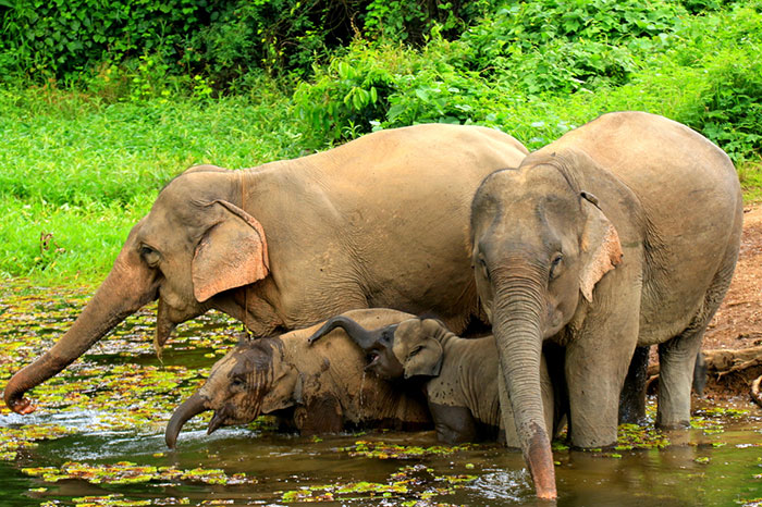 Boycotter les balades à dos d’éléphants en Asie du Sud-Est