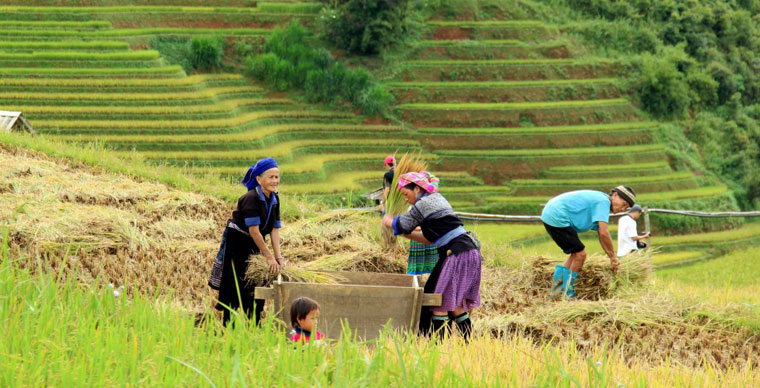 Dialogue avec les rizières en terrasse au Vietnam, le plus bel écrin de montagne