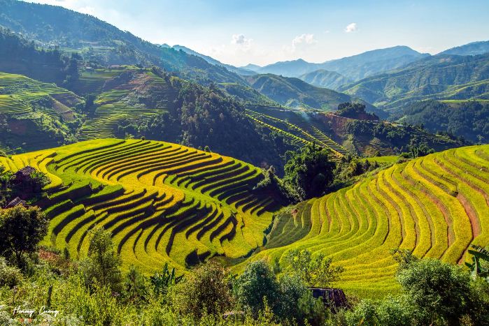 Saison dorée sur les champs de riz en terrasses du Nord-Ouest, Vietnam