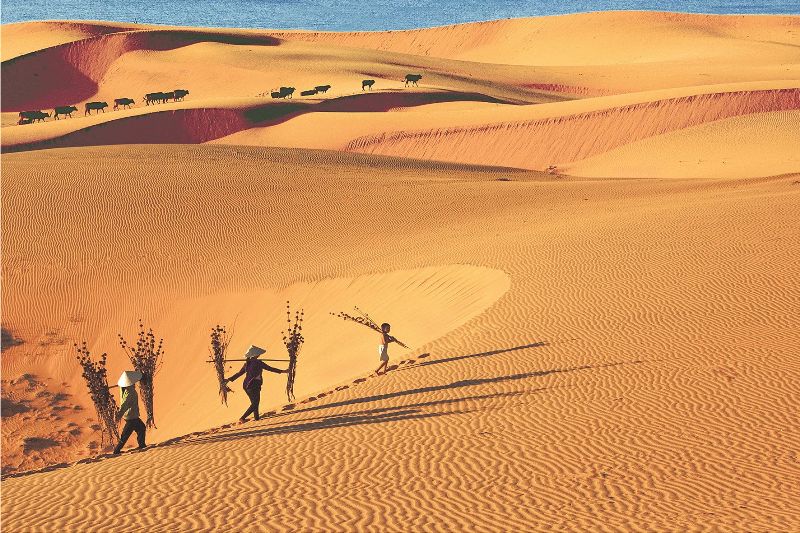 Découvrez les 7 dunes de sable les plus impressionnantes du Vietnam