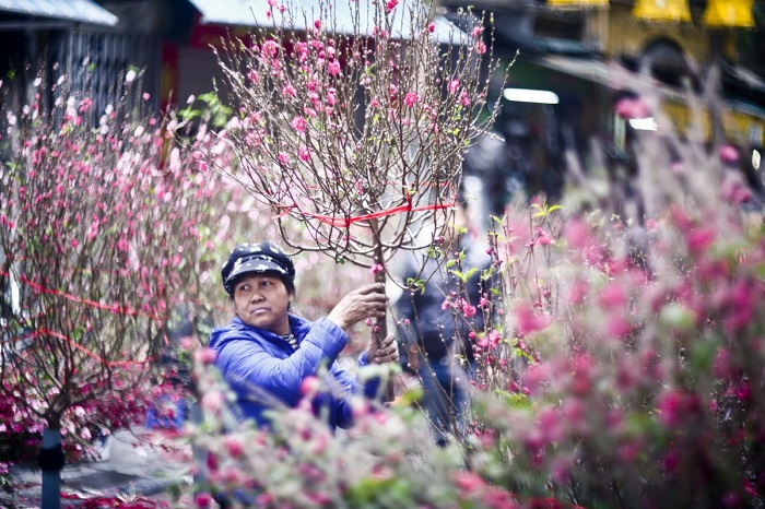 Marché aux fleurs de Hanoï - Préparation pour le Têt