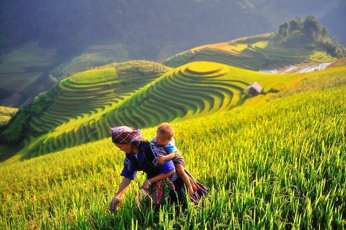 La moisson dans les célèbres rizières du Vietnam