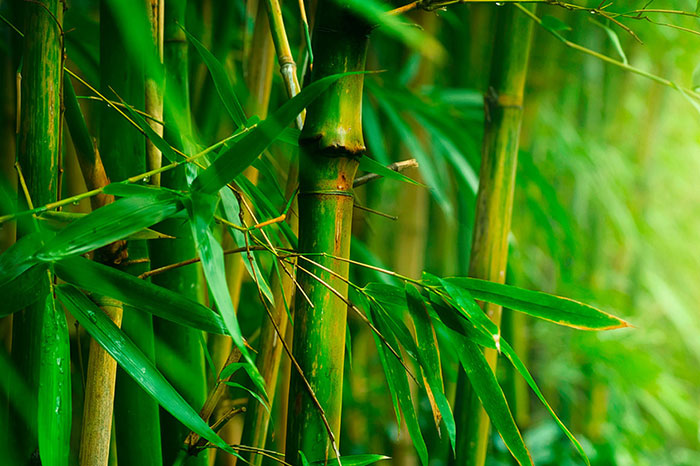 Le bambou et sa place d’exception dans la culture vietnamienne