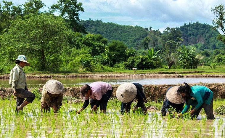 Découvrez tous les secrets de la riziculture à Luang Prabang