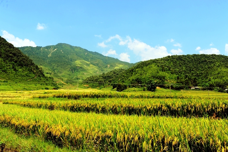 Guide de voyage Tu Le: belle vallée de rizières et villages ethniques