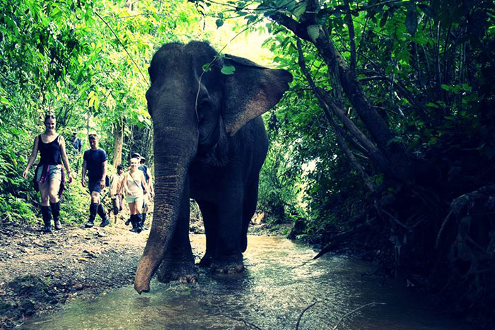 10 incontournables visiter luang prabang elephants
