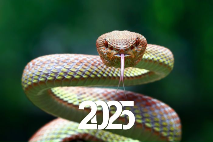 2025 l'annee du serpent