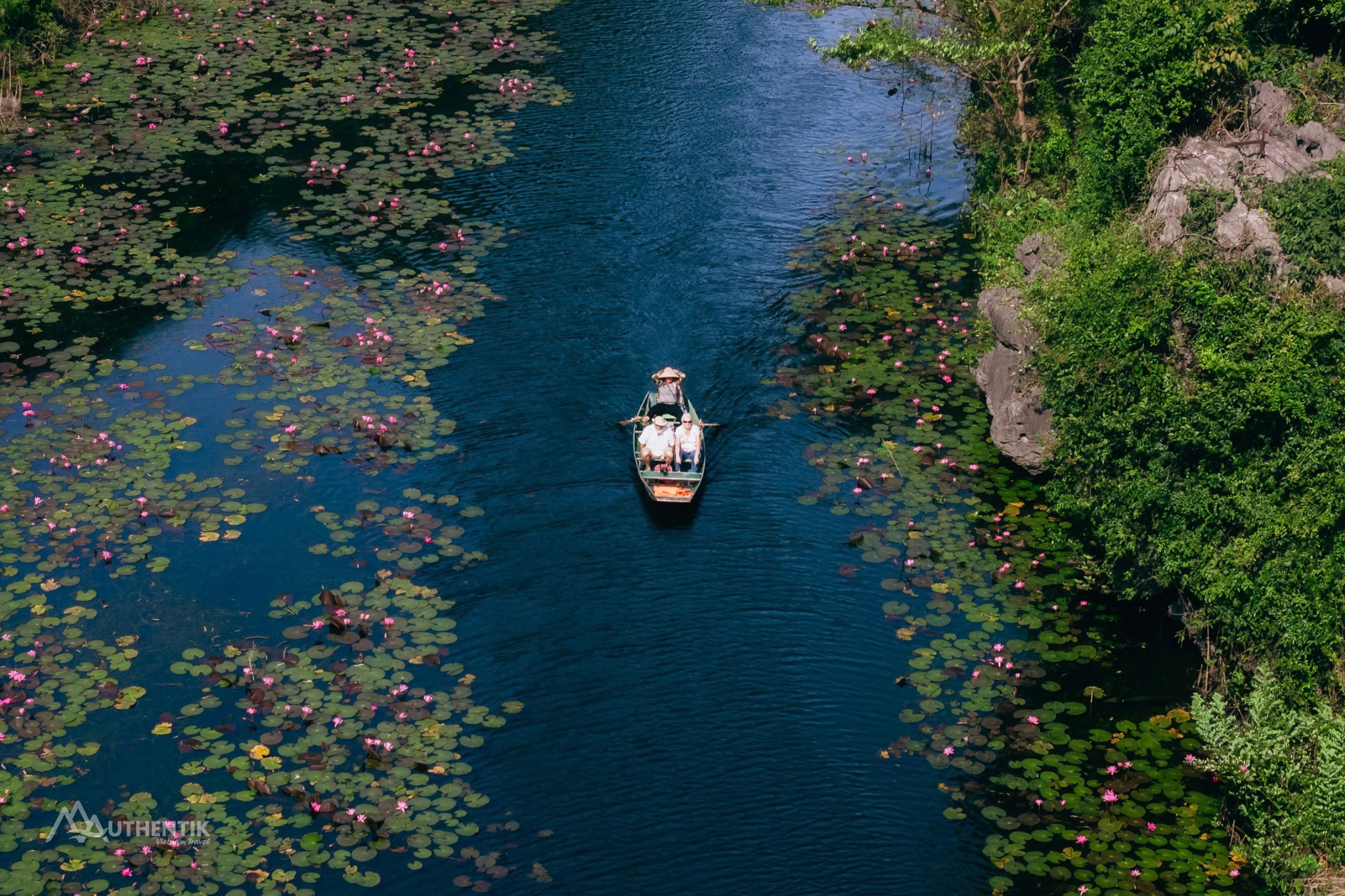 Barque transportant des visiteurs entre deux nappes de lotus en fleurs sur une rivière à Tam Côc, Vietnam.