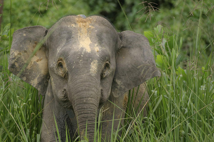 6 animaux emblématiques Cambodge éléphant