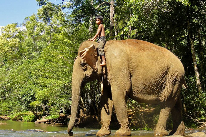 Mondolkiri Cambodge sauvage éléphant