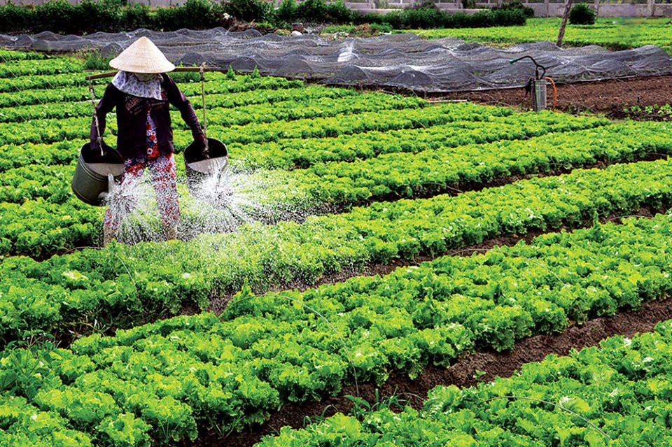 Le Quang Gánh dans la vie agricultural