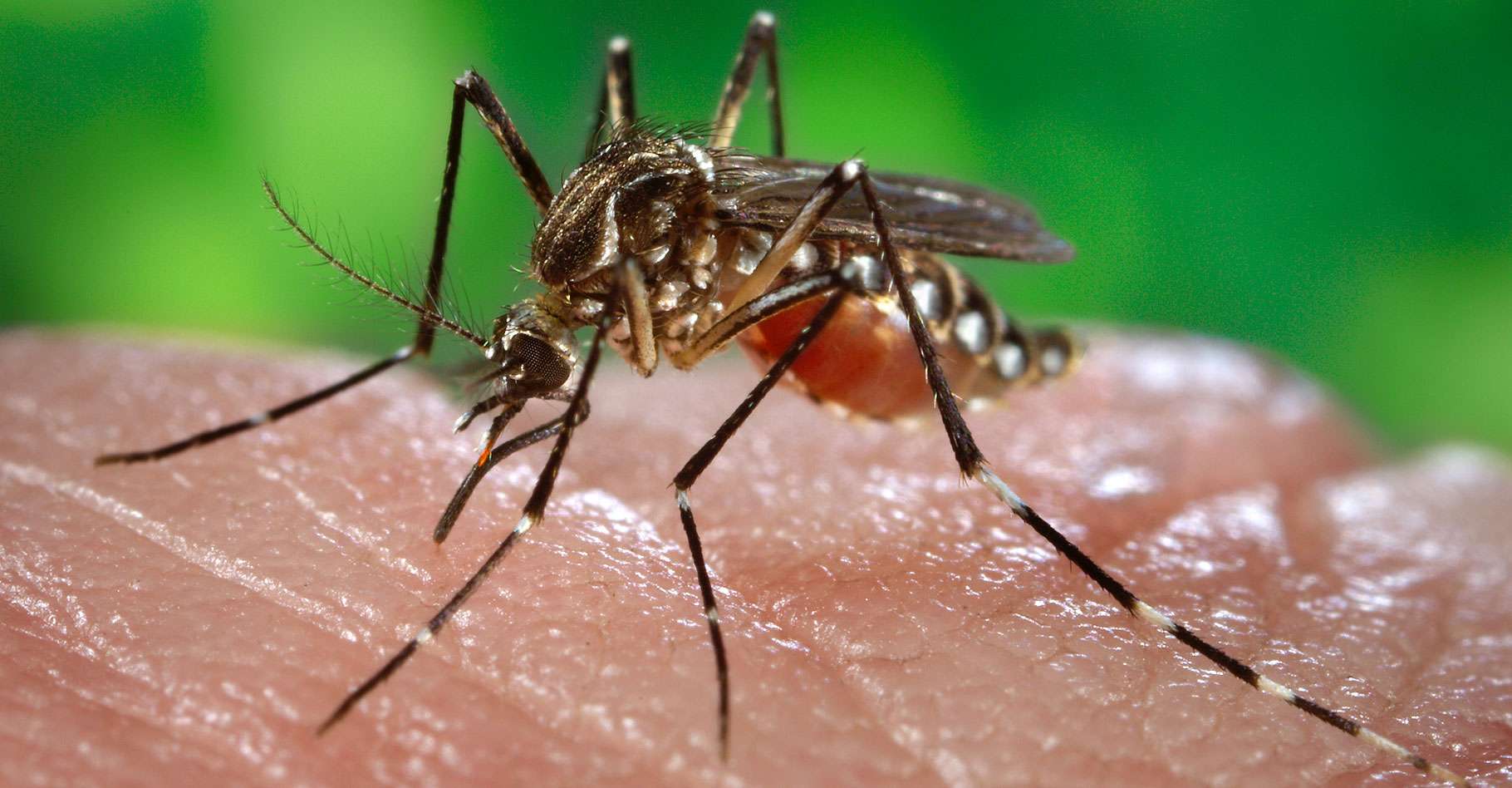 maladies moustiques 