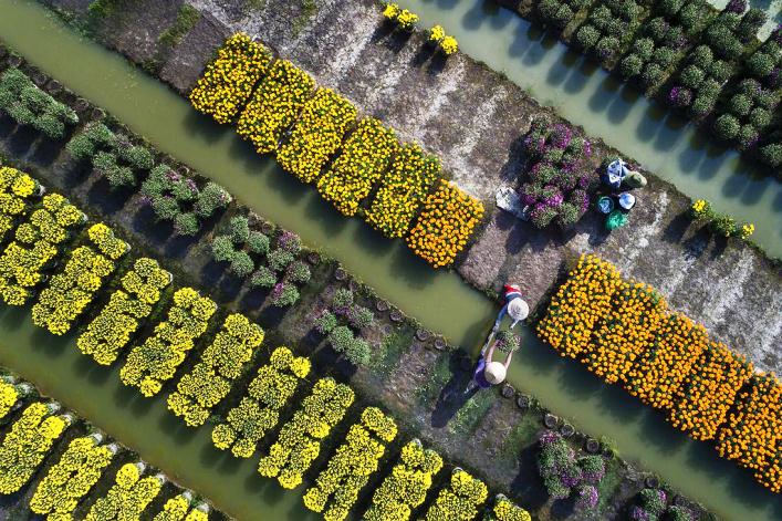 Beauté du printemps au Vietnam à travers les photos