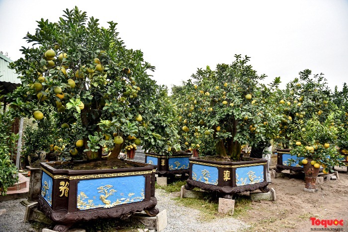 Bonsaï pomelo "exceptionnel" de 200 ans à Hung Yen