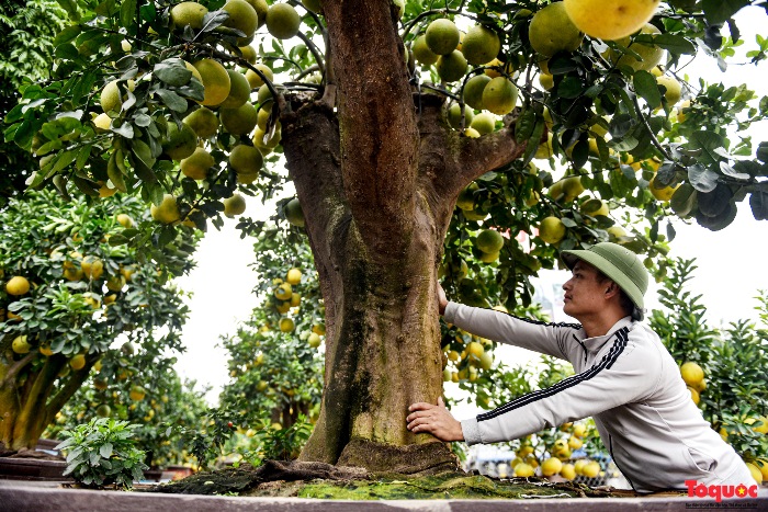 Bonsaï pomelo "exceptionnel" de 200 ans à Hung Yen