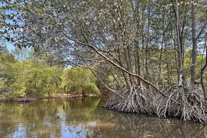 Les mangroves sauvages de Cần Giờ, aux portes de Sa&iuml;gon