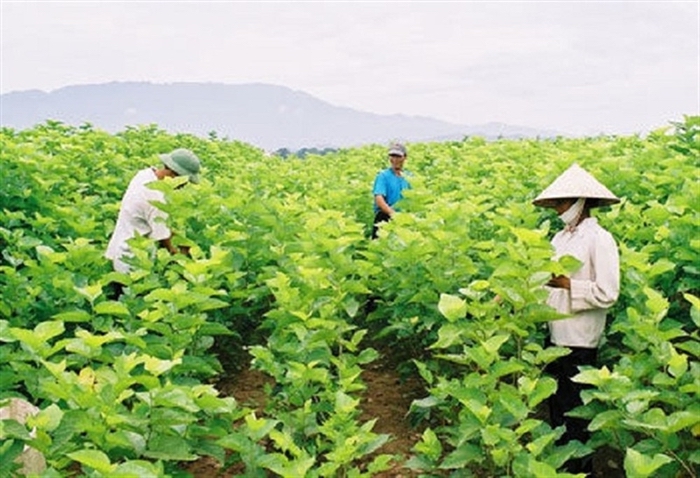 la capitale de la sériciculture vietnamienne