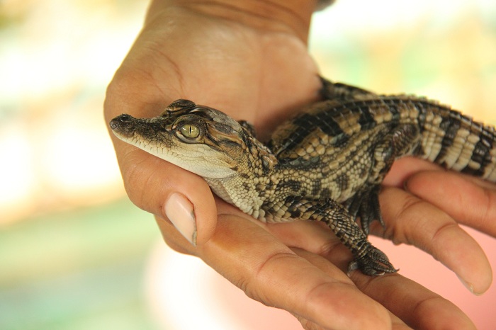 chose faire voir Battambang crocodile