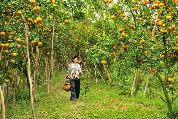 visiter delta mekong verger fruit