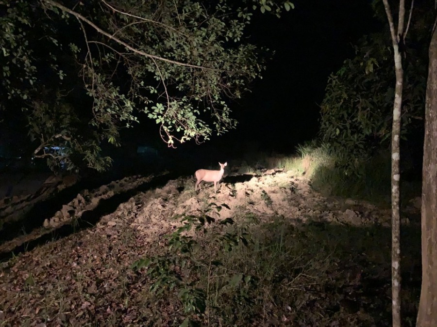 Aller voir les animaux sauvages la nuit.. Parc national de Cat Tien: que voir et que faire?