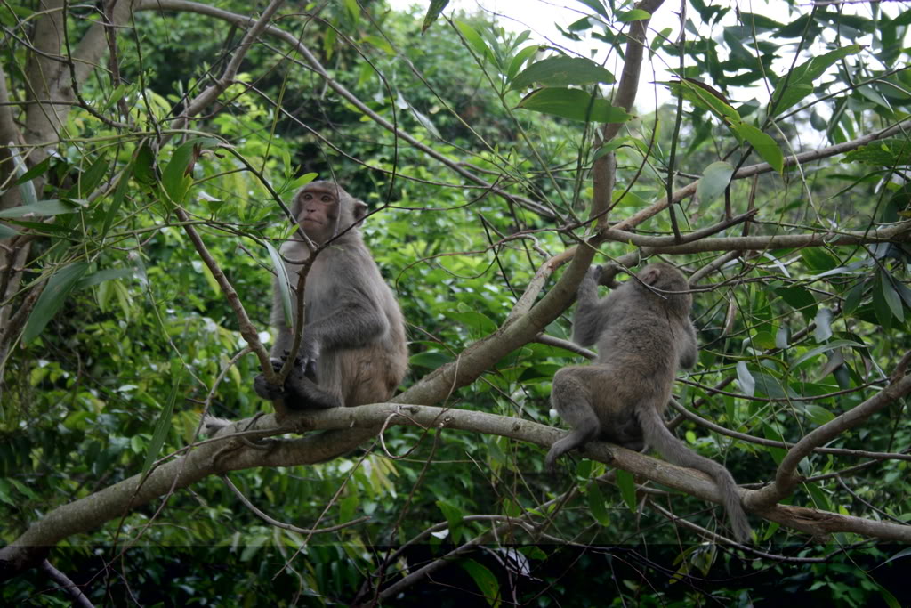 biodiversité riche et protégée du parc Hoang Lien