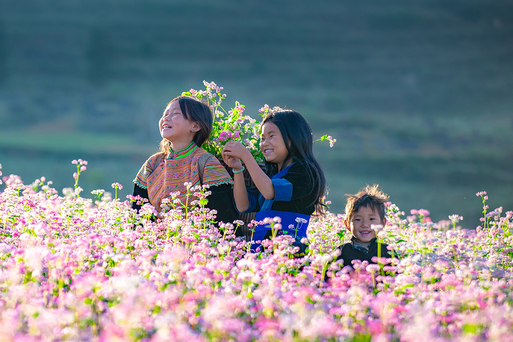 fleurs de sarrasin à Hà Giang, saisons florales à Ha Giang, Ha Giang en octobre, quand partir à Ha Giang