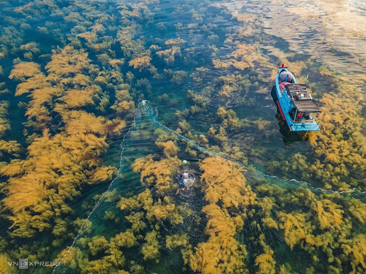 Forêt d'algues de Quang Ngai vue d'en haut