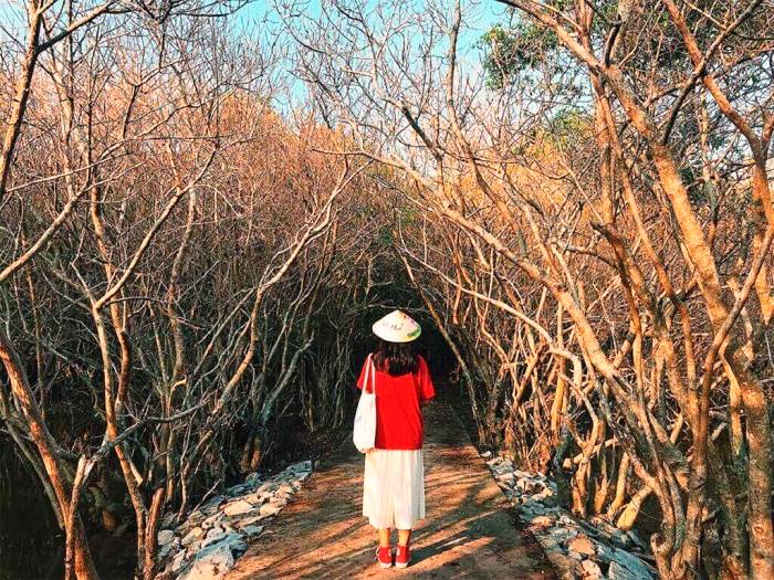 La forêt de mangrove de Ru Cha, la muse magique de Hue