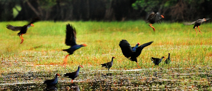 forets cajeputiers delta mekong gao giong oiseau